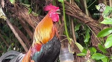 Noob qaib ej dib tuaj zoo ຫ້າເກົ້ານື່ງສາມ ສາມນື່ງ ເກົ້າຫ້າ