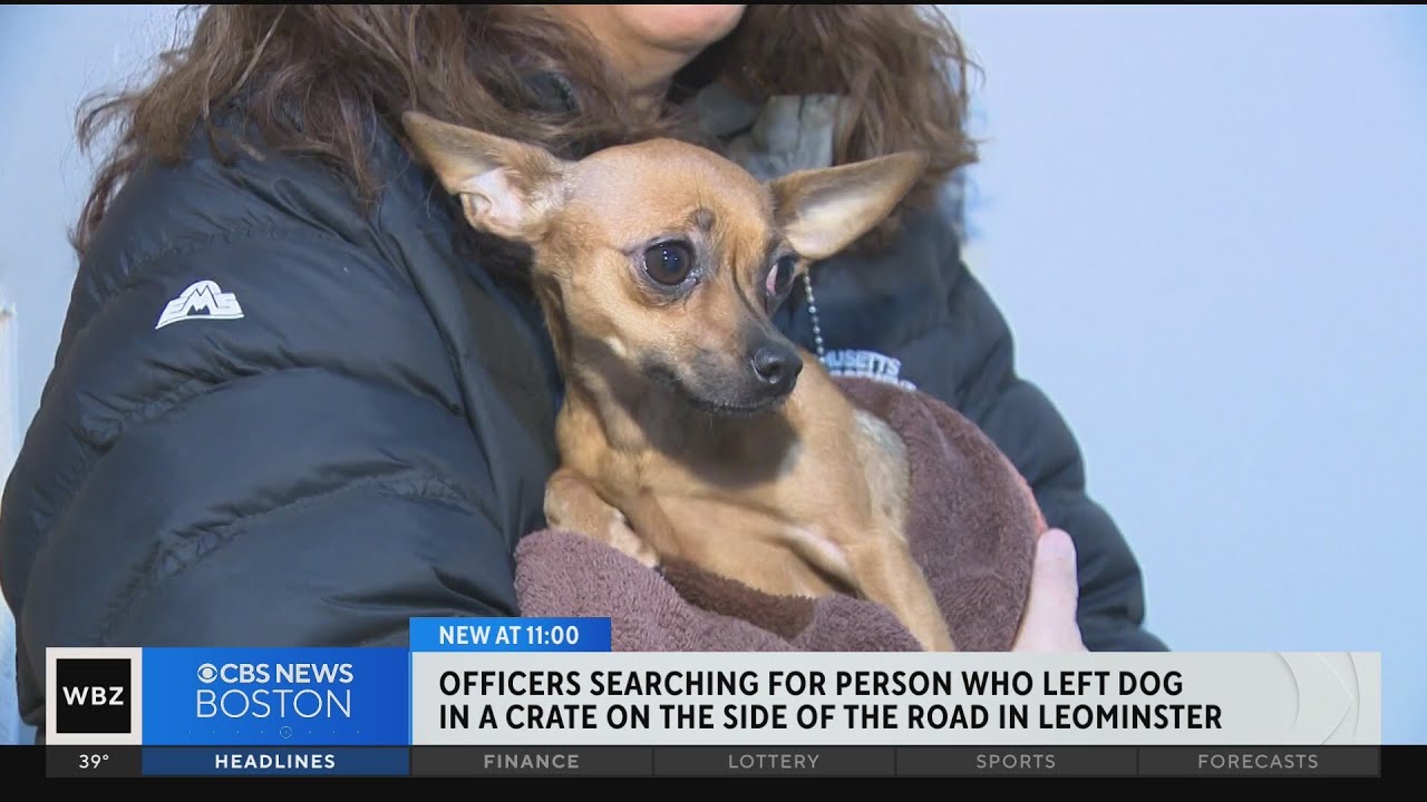 Officers searching for person who abandoned dog on Leominster road ...