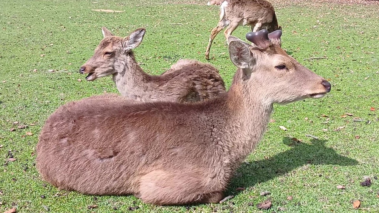 Deer of Nara Park #252 奈良公園の鹿さん - YouTube