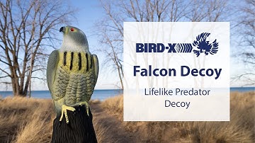 Falcon Decoy: Lifelike Predator Deterrent for Birds & Rodents
