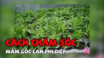 CÁCH CHĂM SÓC MẦM GỐC LAN PHI ĐIỆP/ Baninhchannel