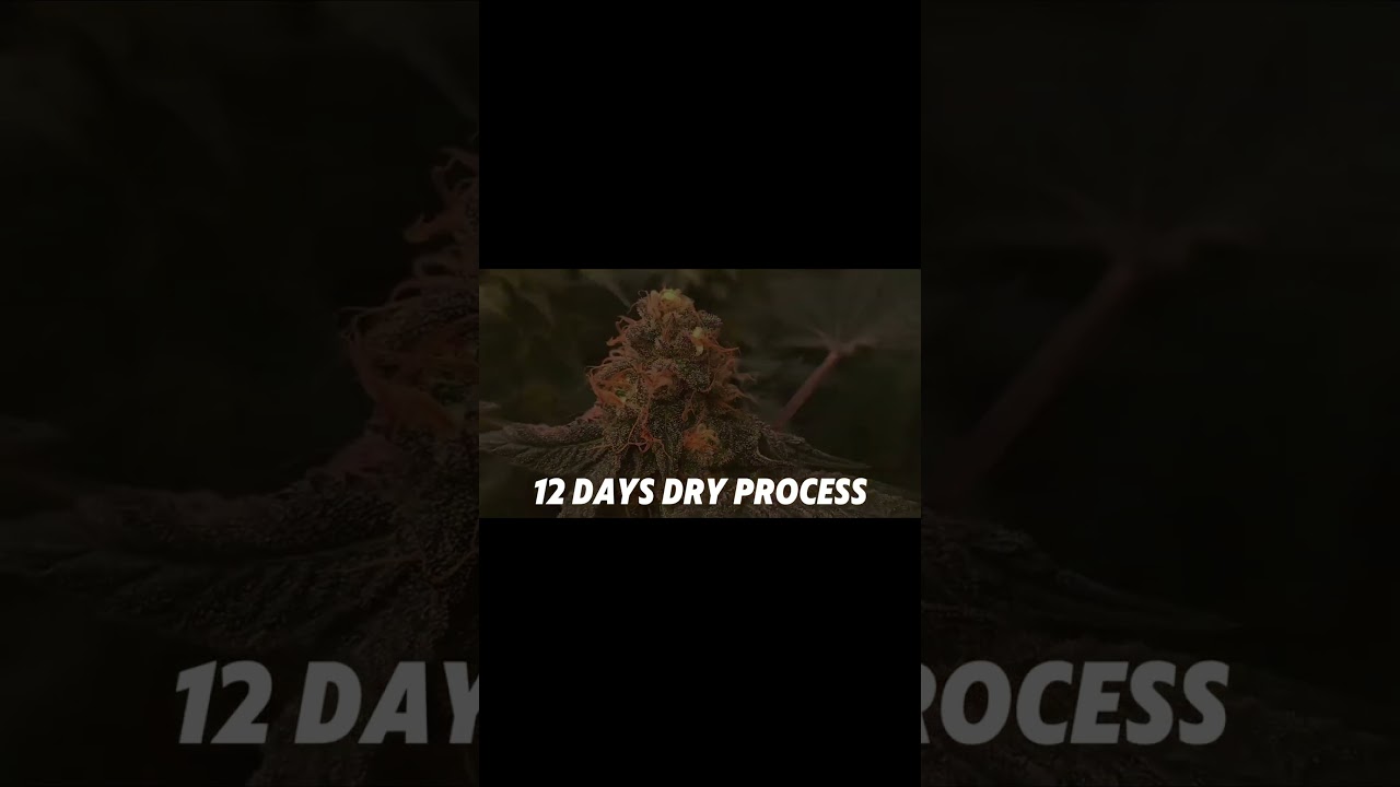 Proceso de curado  mejora el aroma y sabor