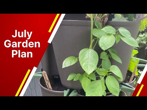 Video: Beste tuinplanten in Florida: wat te groeien in een tuin in Florida