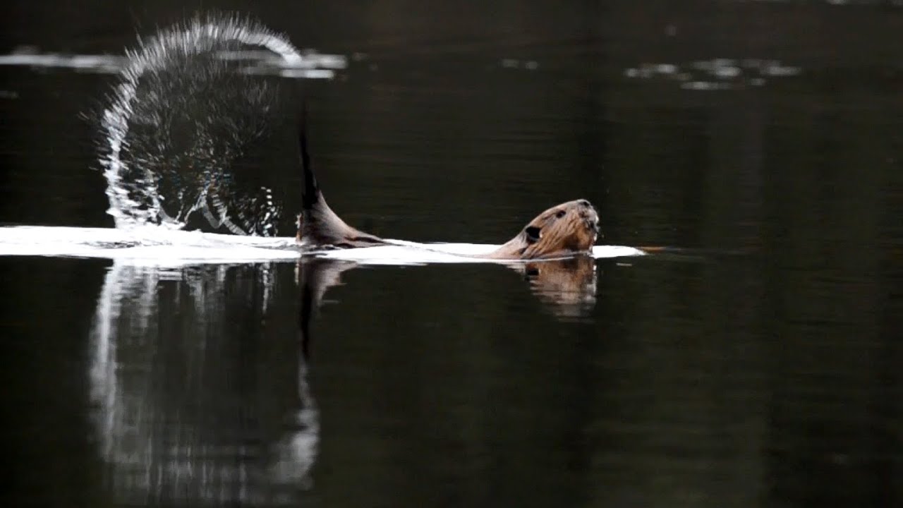Snapping Beaver Beaver tail slap - YouTube