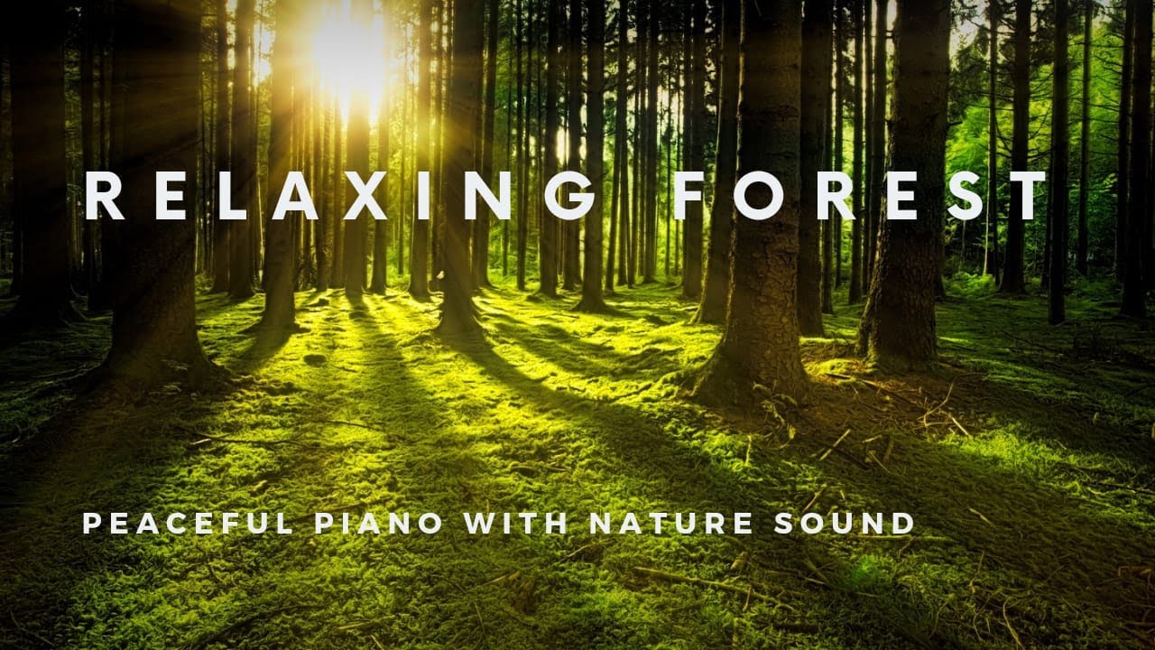 Relaxing Forest Nature Sounds • Peaceful Piano Music for Relaxation ...