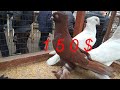 АНДИЖОН СОЙ КАБУТАР БОЗОр ГОЛУБИНЫЙ РЫНОК УЗБЕКИСТАНА pigeons, kabootar bazi, pigeon, голуби,Голуб