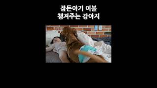 잠든 아기 이불 챙겨주는 강아지🐶 #shorts #육아 #강아지