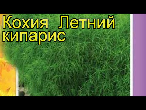 Video: Kochia Scoparia trava - informacije o kontroli kochije u pejzažima