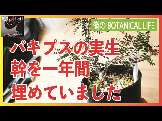 検証】パキプスの幹は太くなるのか⁉ １年間埋めたオペルクリカリアパキ ...