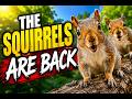 "Here Come The Squirrels"