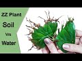 How to propagate ZZ plant leaves SOIL VS WATER with 100% SUCCESS | and ZZ propagation care and tips.