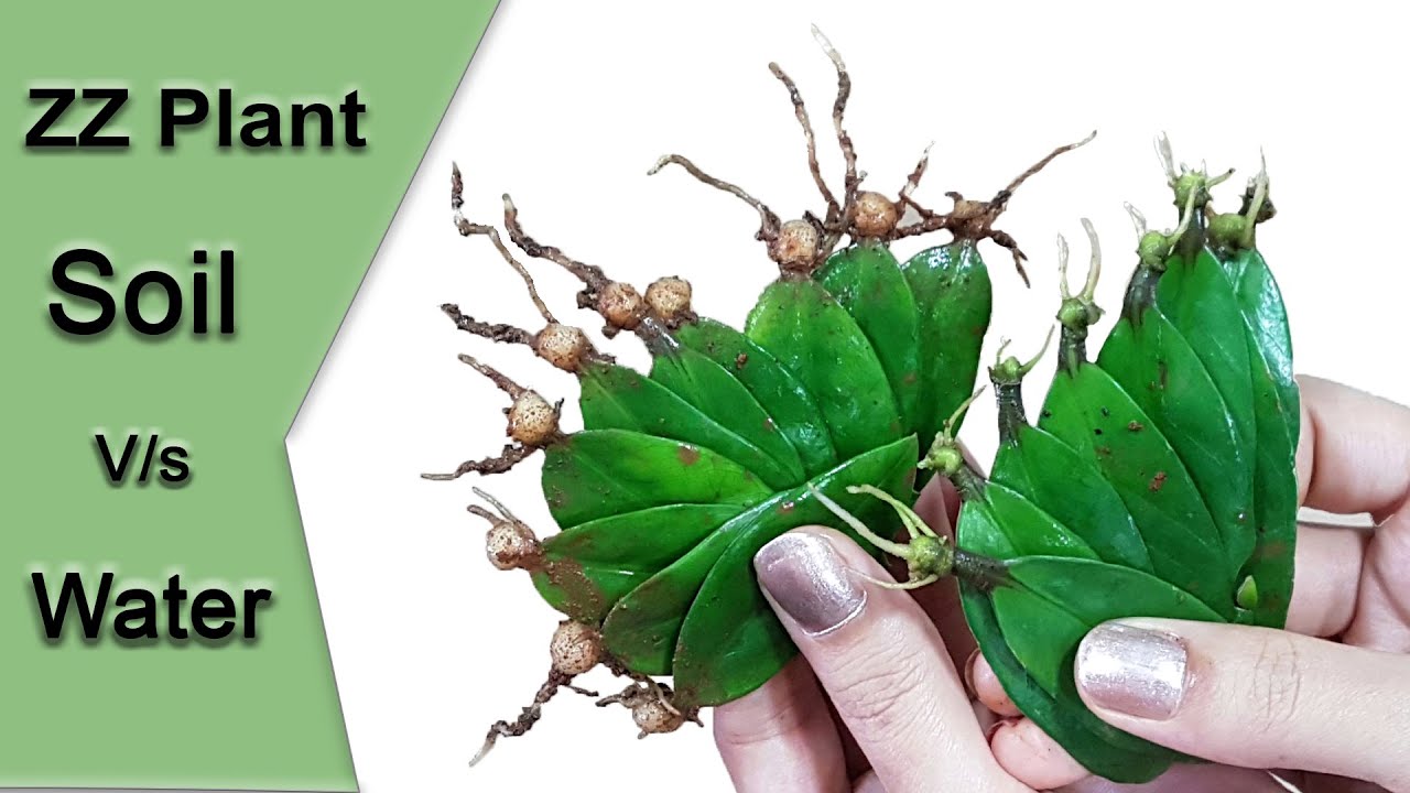How To Propagate ZZ Plant Leaves SOIL VS WATER With 100 SUCCESS And How To Propagate ZZ Plant Leaves SOIL VS WATER With 100 SUCCESS And