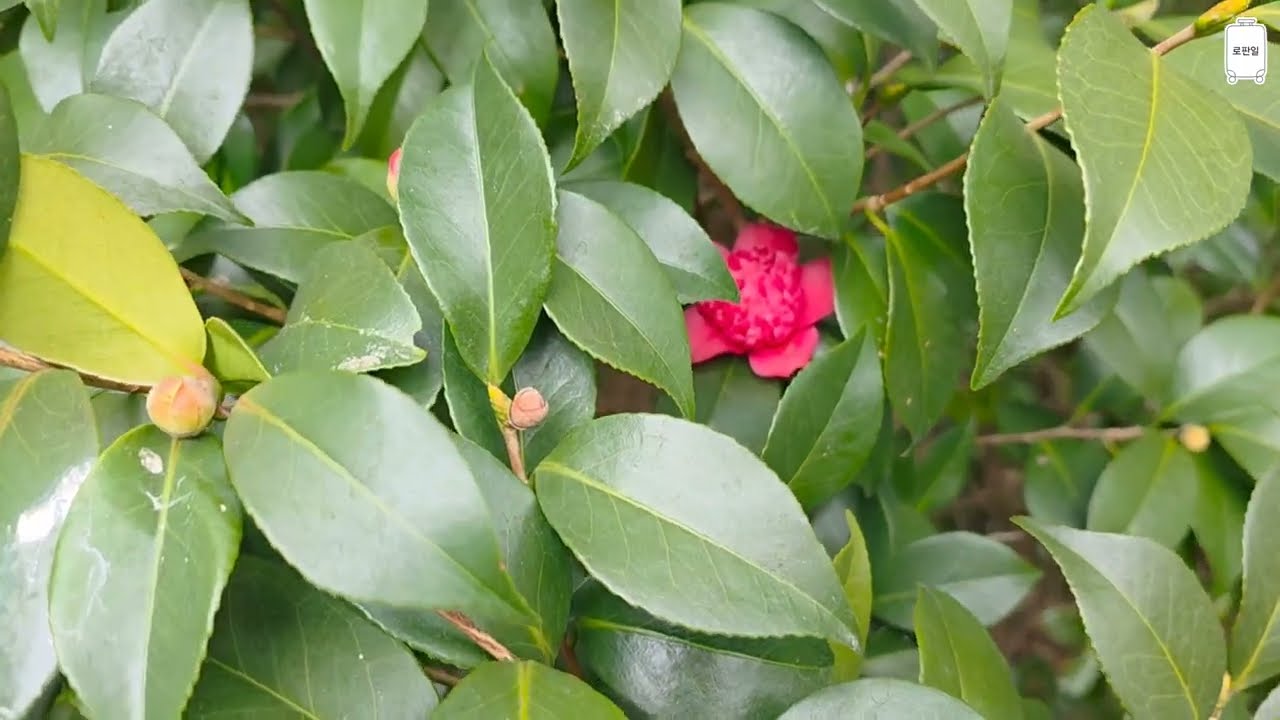 교토 한 달 살기 시리즈 #20 vlog 매화 축제: 조난구, 키타노텐만구