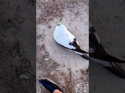 Pelican Bird save Their Egg From Man ,,,Vedikai Animal Video # Shorts