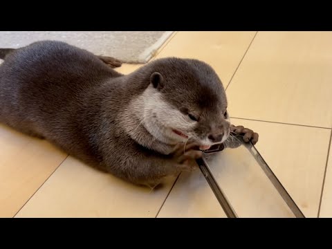 ??????? ????????????????????????? otter trying to destroy a smartphone case
