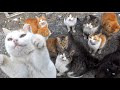 I visited Japan Cat Island, where there are more cats than people. Elderly people and cats coexist.