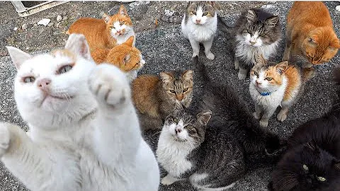 I visited Japan Cat Island, where there are more cats than people. Elderly people and cats coexist. - DayDayNews