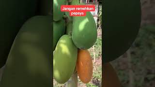 #remix #dj Buah pepaya