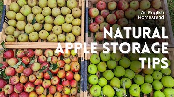 THE BEST WAY TO STORE APPLES - How To Store Your Apples Naturally Right Up Until June!