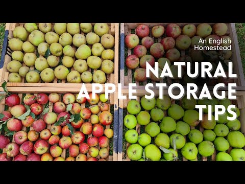 How to Store Apples: 2 Ways to Store Fresh Apples - 2024 - MasterClass