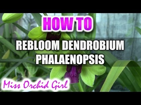 Video: Dendrobium Phalaenopsis Orchid (23 Duab): Piav Qhia Paj, Saib Xyuas Hauv Tsev, Kev Yug Menyuam