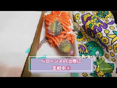 セキセイインコ雛　ペローシスの治療に苦戦中②