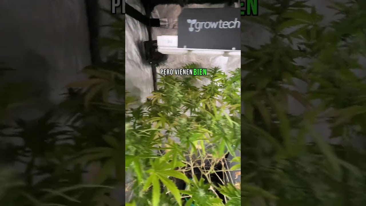 Amnesia en indoor 80x80x160 + 300w de luz led