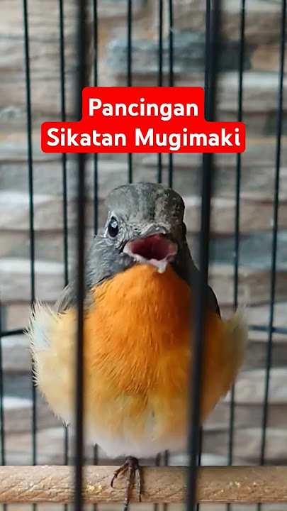 SIKATAN MUGIMAKI GACOR NGEROLL PANJANG