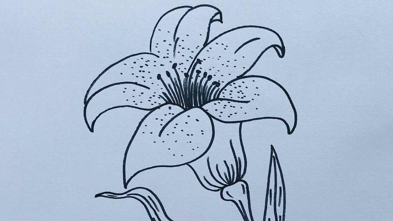 pencil drawings of tiger lilies