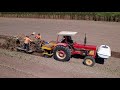 Sugarcane planting Australia, Arda nè!