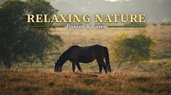 NO ADS Relaxing Nature Sounds in 4K, Ponies & Cows on a Summer Evening, Forest Ambience for Study