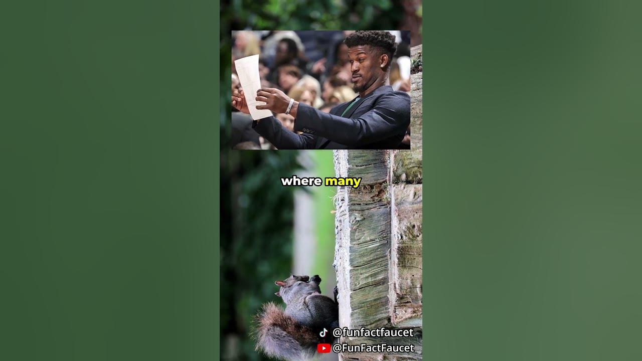 Why do black squirrels exist facts shorts youtube