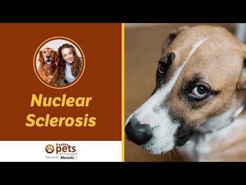 वीडियो: डॉग ब्रीड्स लेंटिकुलर स्केलेरोसिस के लिए प्रवण