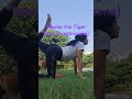 Roar into Strength: Master the Tiger Pose with Vyaghrasana!