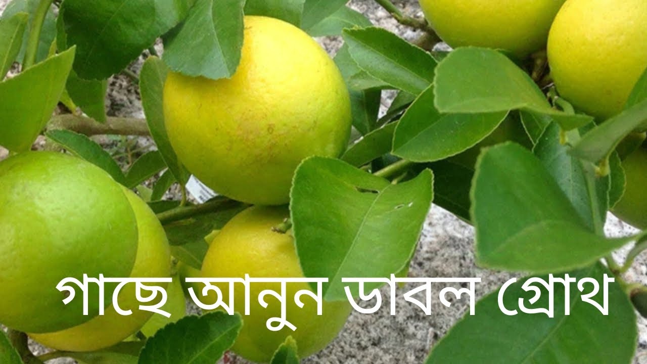 How To Make Organic Liquid Fertilizer From Kitchen Waste For Lemon how-to-make-organic-liquid-fertilizer-from-kitchen-waste-for-lemon