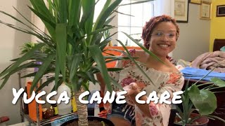 Yucca Cane/ Spineless Yucca Care 🍭