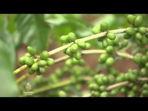 Video: Gdje se uzgaja arabika kafa?