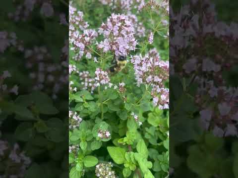 Rusty-Patched Bumblebee ????