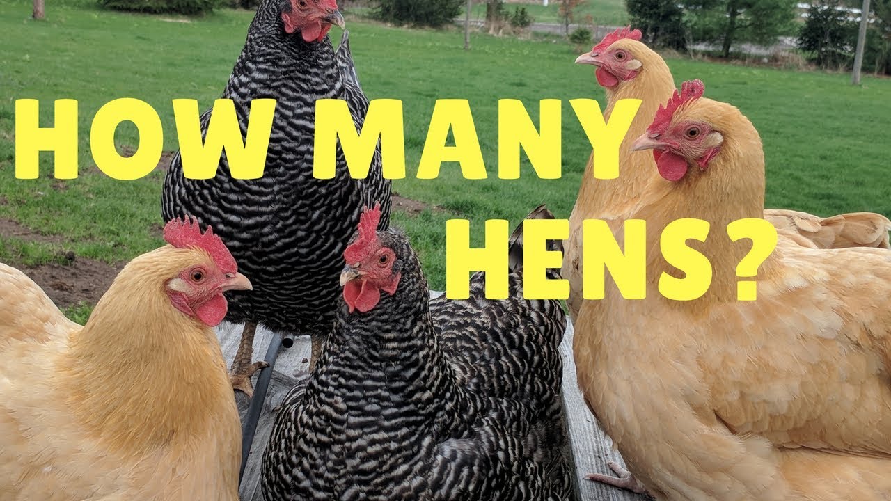 How Many Chickens Do I Need - YouTube