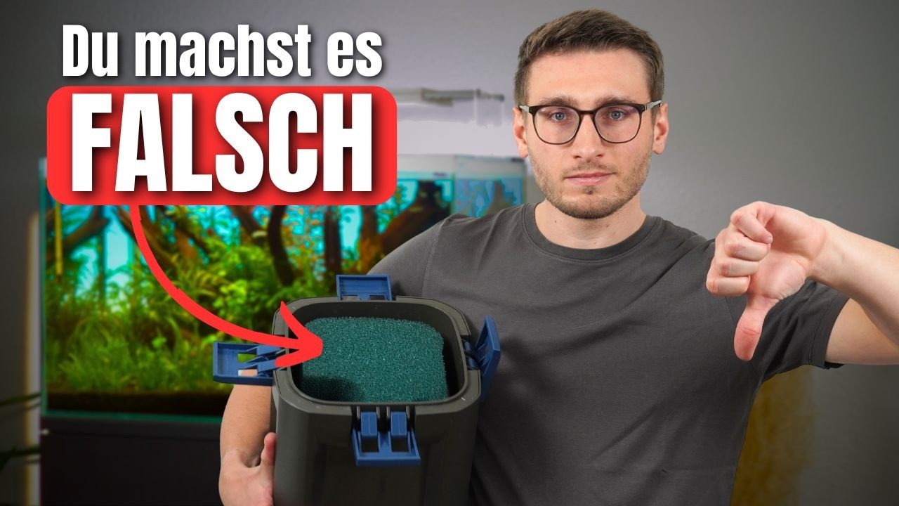 Filterung im Aquarium: 5 häufige Fehler, die fast jeder Aquarianer macht!