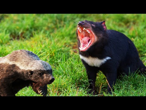 Vídeo: Diferencia Entre El Diablo De Tasmania Y Wolverine