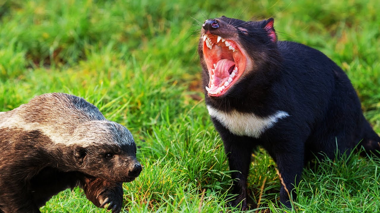 DEMONIO DE TASMANIA vs TEJON DE LA MIEL ¿Quién Ganaría? EPIC VERSUS 😈🆚🦡 YouTube DEMONIO DE TASMANIA vs TEJON DE LA MIEL ¿Quién Ganaría? EPIC VERSUS 😈🆚🦡 YouTube