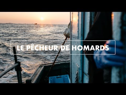 Vidéo: Homard Dans Une Valise