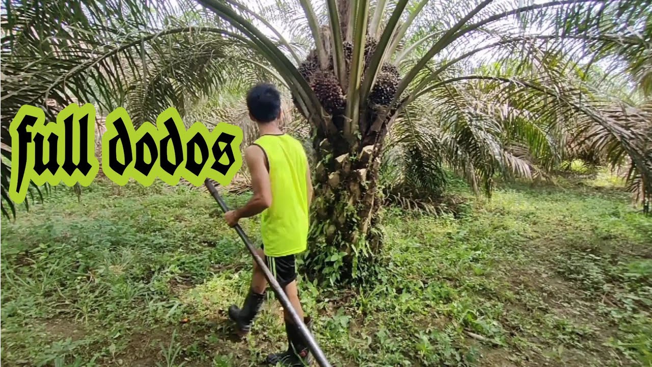Panen Sawit full dodosan