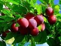 ИВАНО МАРИ ИВАНКЕ ТАНКА БАДЖАКОВА И ОРК АВЛИГИТЕ ИВАНО МАРИ ИВАНКЕ ТАНКА БАДЖАКОВА И ОРК АВЛИГИТЕ