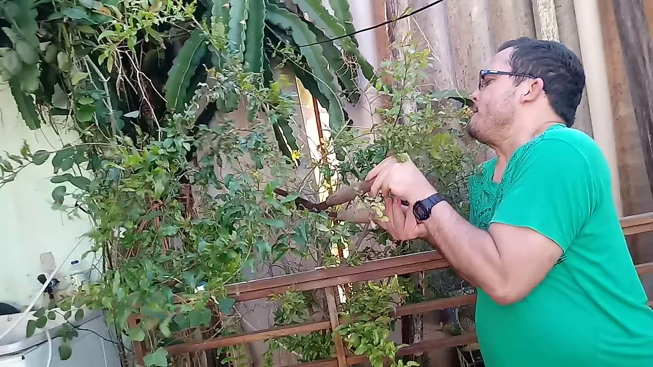 Sua árvore não da frutos?saiba como fazer ela a frutífera - YouTube