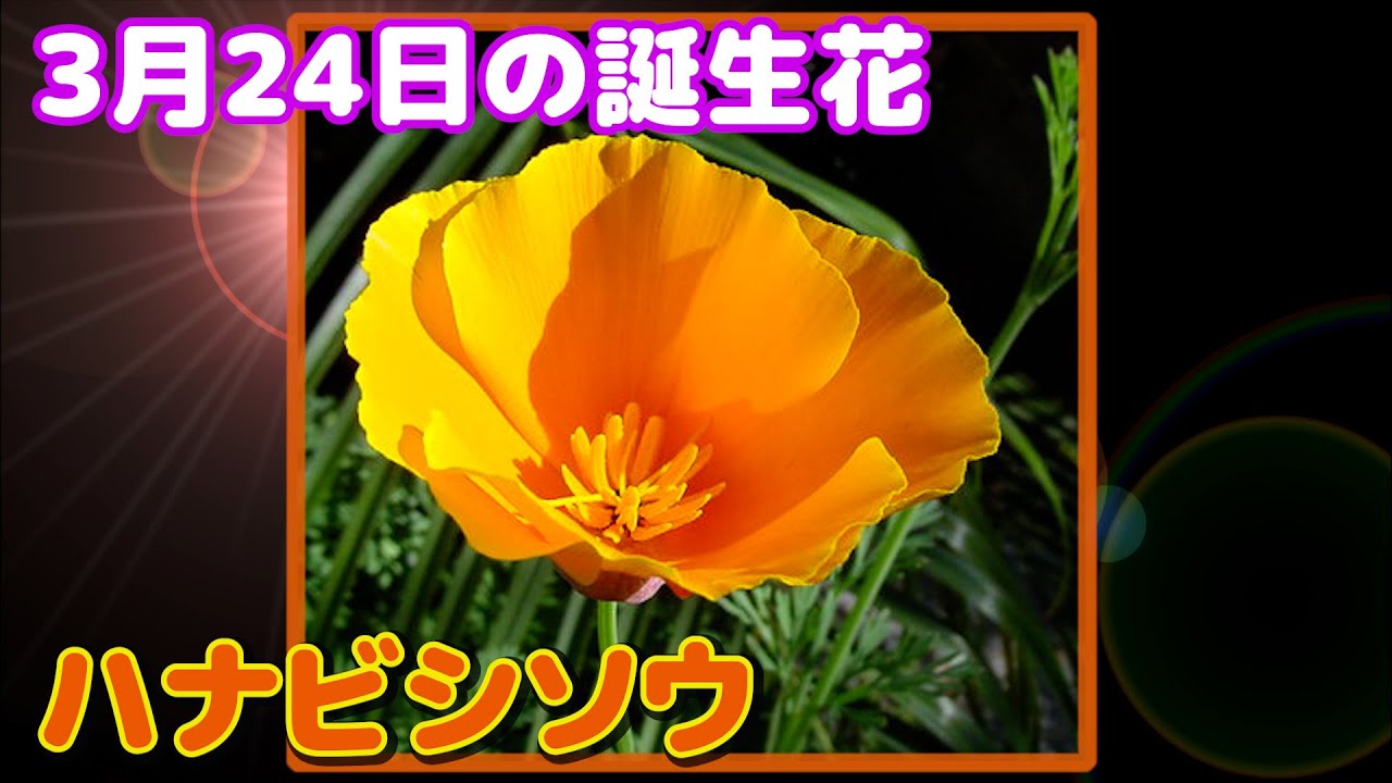 3月24日の誕生花 ハナビシソウ どんな花 あなたに送る花言葉は Youtube