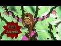 Winx Club - Flora Arcanix [Full Transformation][Fan-Art-Animation]