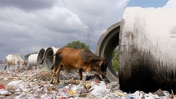 Indian cows looking for edible items at a roadside garbage dum... | Indian Stock Footage | Knot9