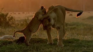 Hungry lion cubs - Animal Super Parents: Episode 2 Preview - BBC